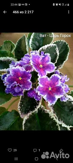 Сортовые фиалки