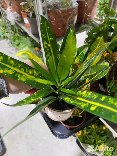 Кодиеум кротон /овал / дуб /санни стар