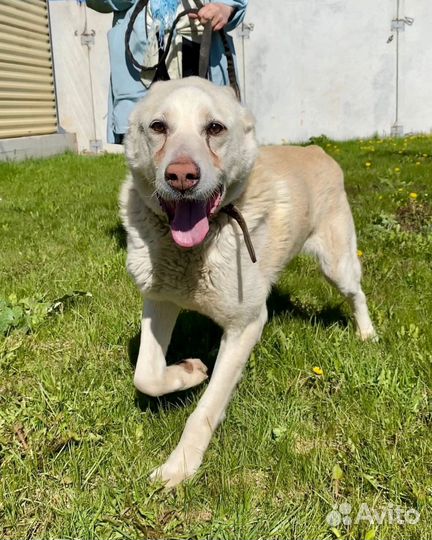 Спасите алабая из приюта