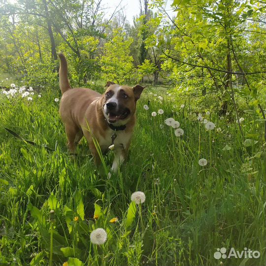 Выгул собак