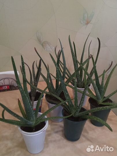 Алоэ Вера растение