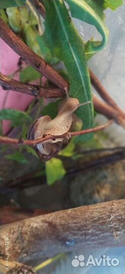 Улитки ахатины