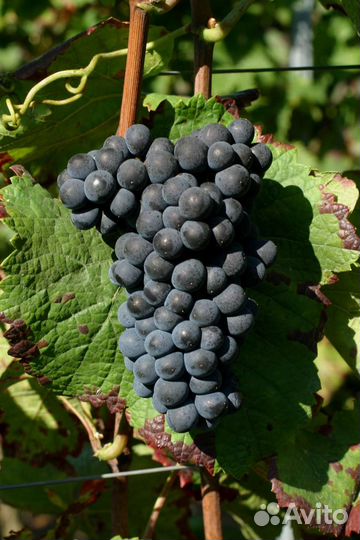 Собиру виноград