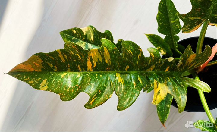 Philodendron Ring of Fire Variegated/Ринг оф Файер