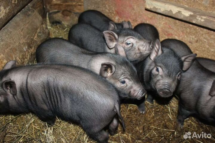 Вьетнамский вислобрюхий поросенок