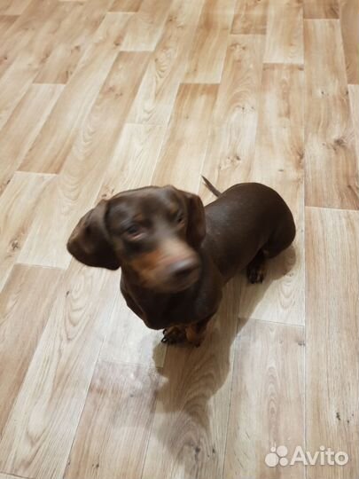 Вязка кобель такса