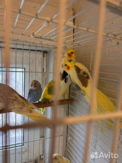 Волнистый попугай и Корелла