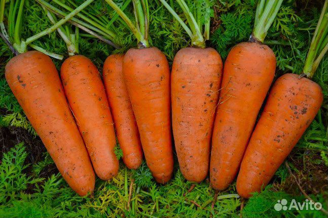 Морковь 1 сорт(холодильник)