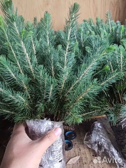 Ель голубая саженцы 2х летки