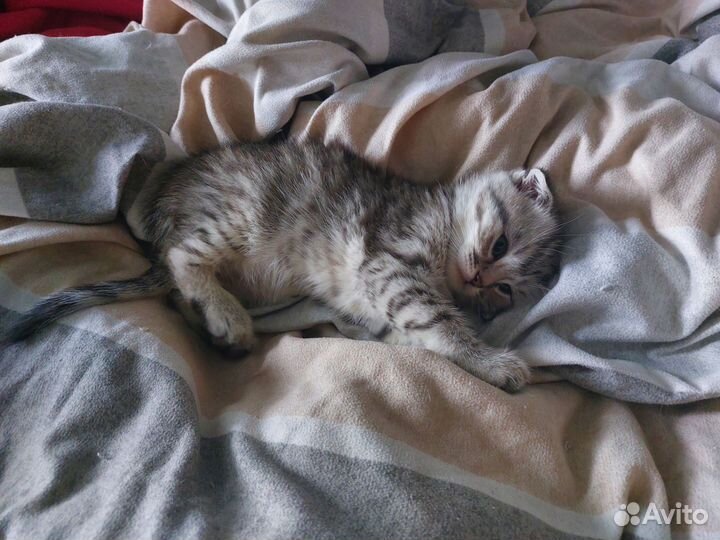 Шотландские котята