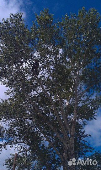 Спил деревьев