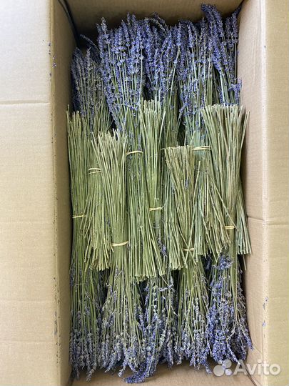 Лаванда сухоцвет