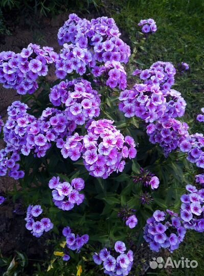 Цветы многолетники