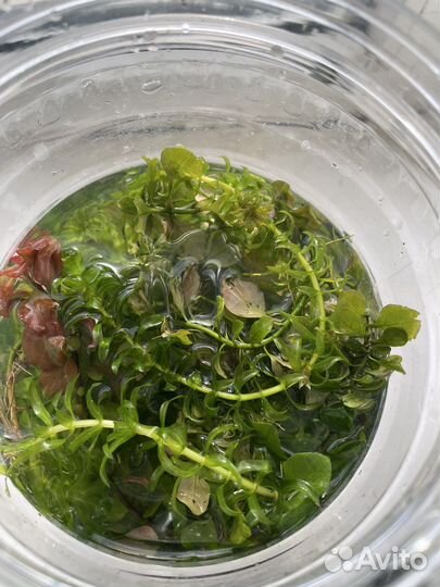 Аквариумные растения прополка