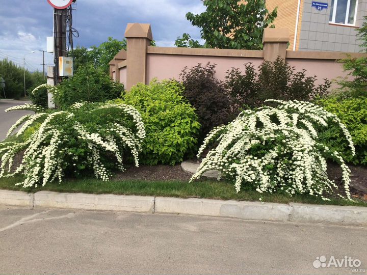 Спирея серая