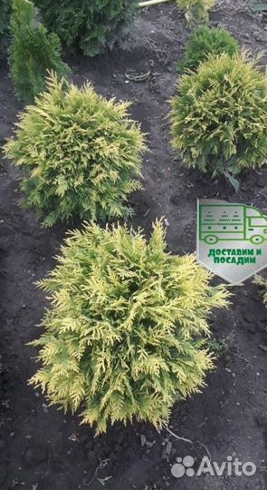 Туя Голден Глоб