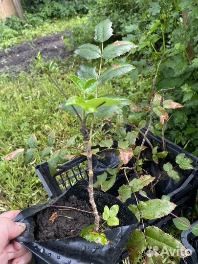 Магония падуболистная и многолетники цветы