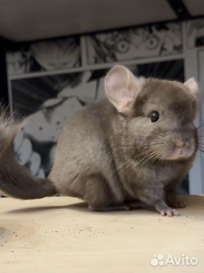 Шиншилленок из питомника
