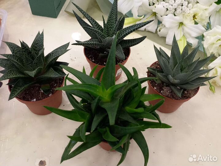 Кактусы и суккуленты