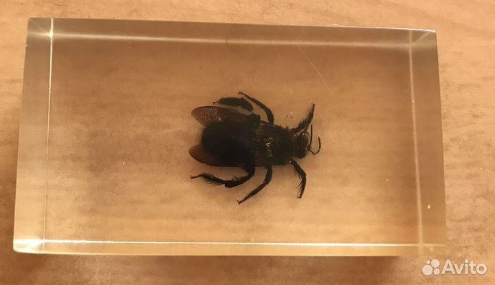 Насекомые в стекле