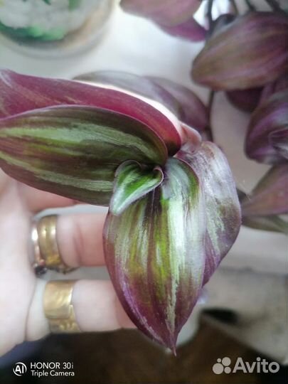 Традесканция