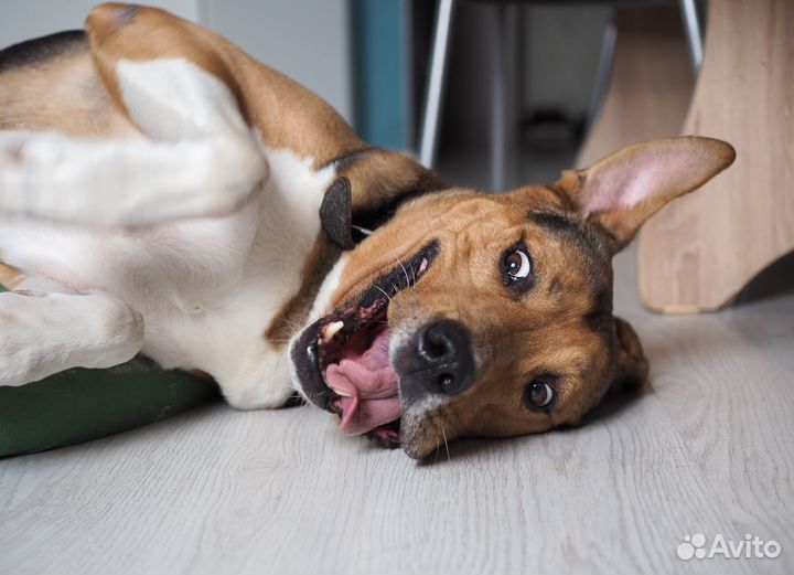 Боня ищет свою семью