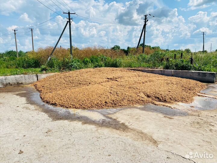 Пивная дробина влажная