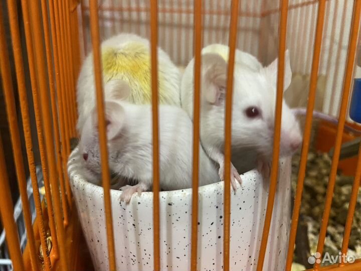 Отдам мышей