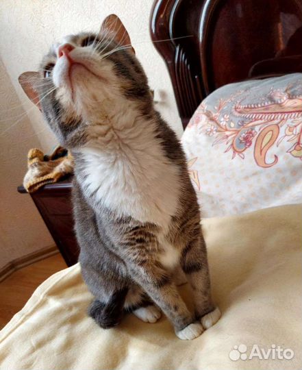 Котики бесплатно в добрые руки