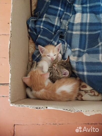 Котята в добрые руки