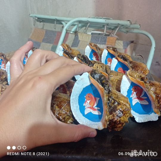 Морские ракушки раковины