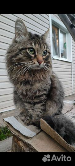 Потерялся котик