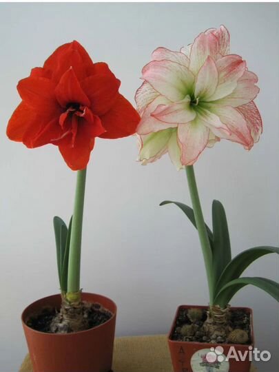 Гиппиаструм (луковички детки)