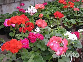 Герань (пеларгония)