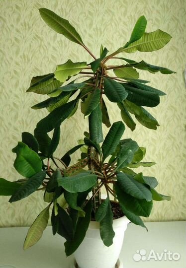 Молочай комнатный