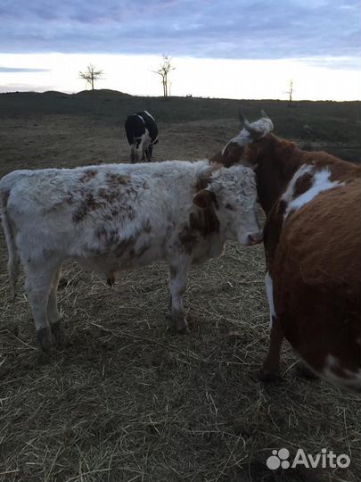 Продаю бычка на племя