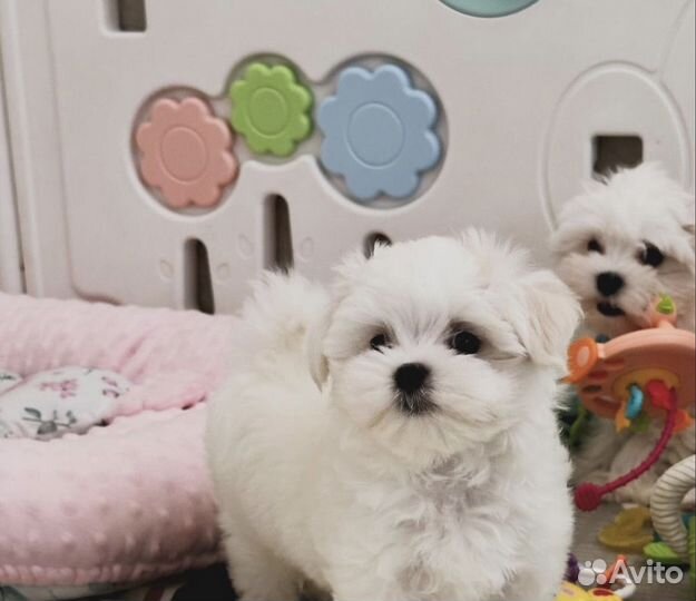 Мальтезе девочки