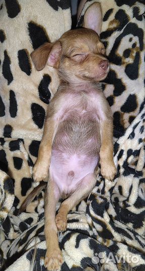 Мини той-терьер