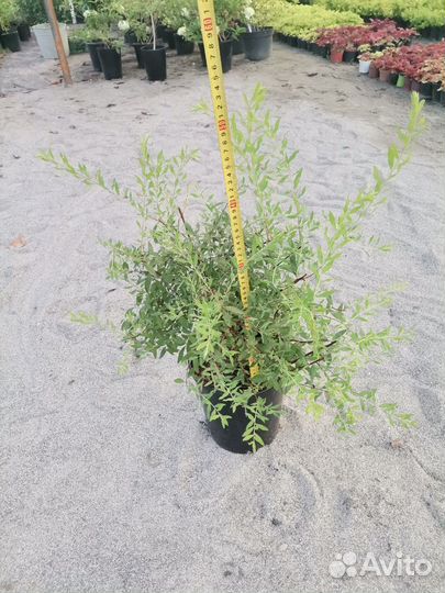 Спирея Грифшайм в горшках