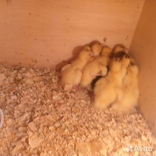 Мускусные утята