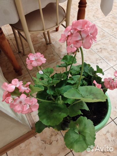 Пеларгония герань