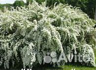 Кустарник спирея Ван Гутта