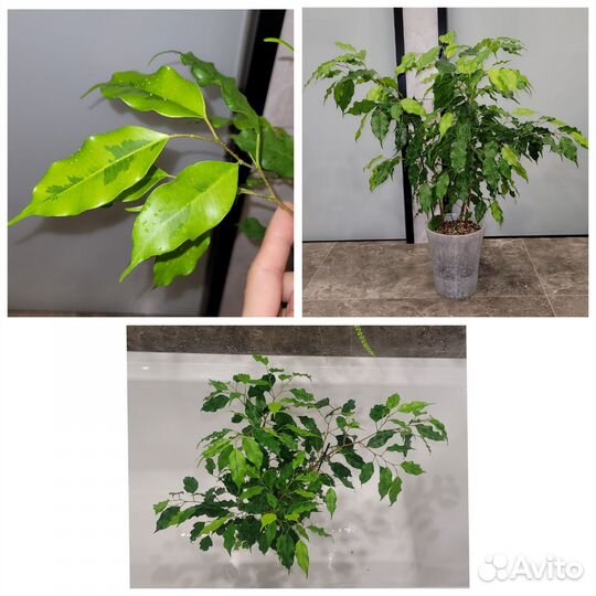 Фикус бенджамина Голден Моник