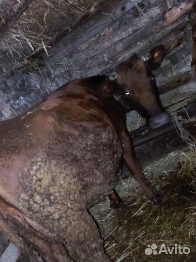 Коровы и телки на мясо