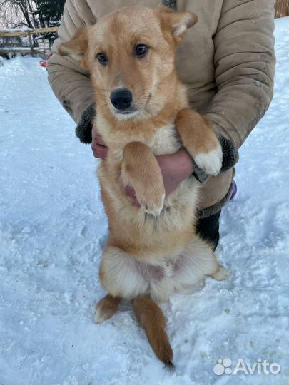 Собака в добрые руки