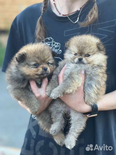 Щенки шпица