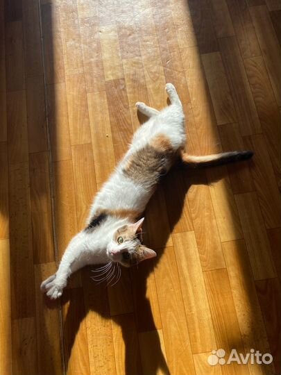 Кошка трехцветная