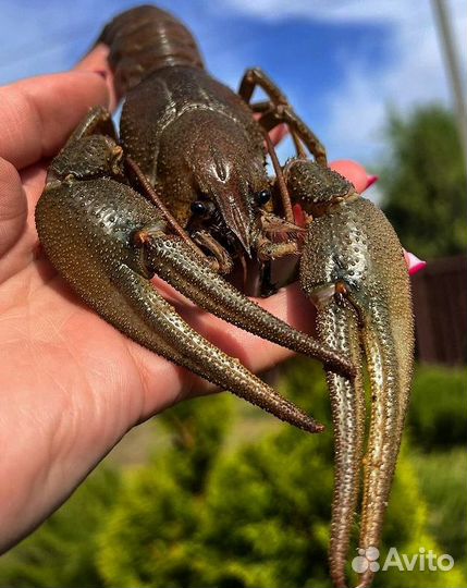 Раки живые и готовые