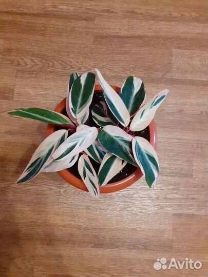 Строманта трикалор