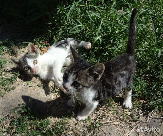 Выброшенные на мемориал в Вилино котята